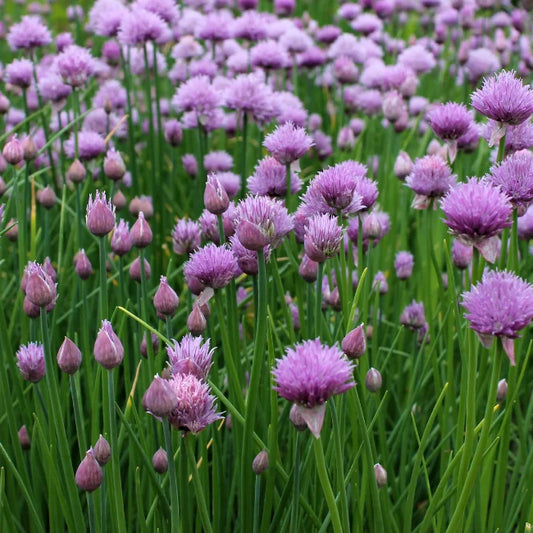Chives in Flower