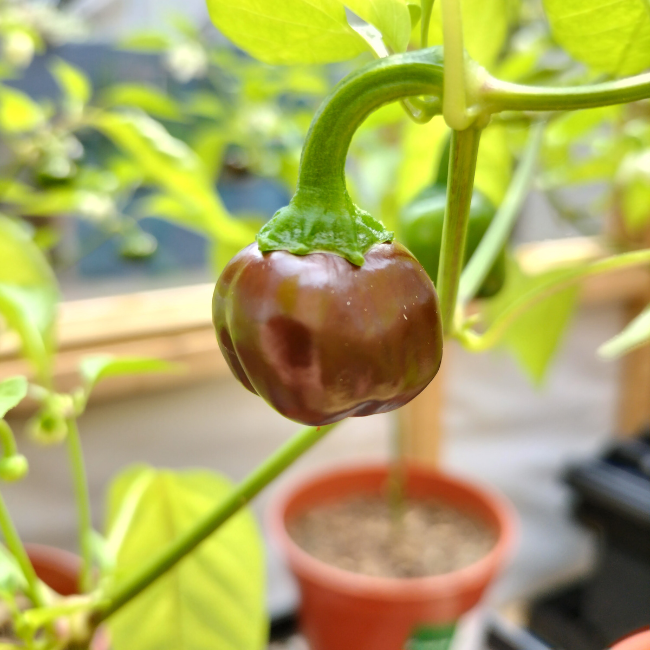 Chocolate Pepper Mini