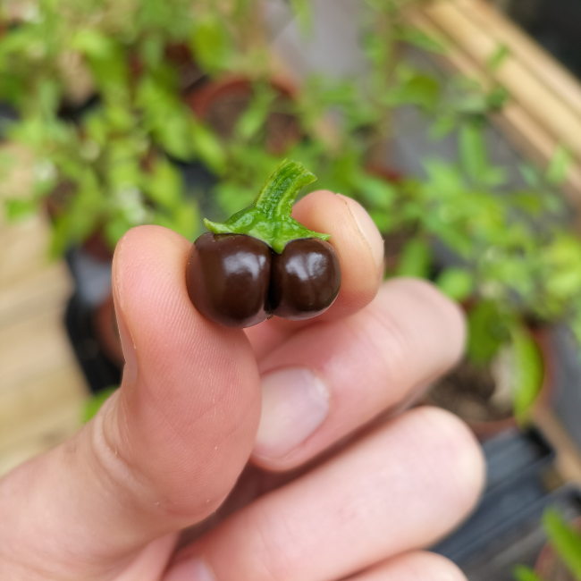 Chocolate Pepper Mini