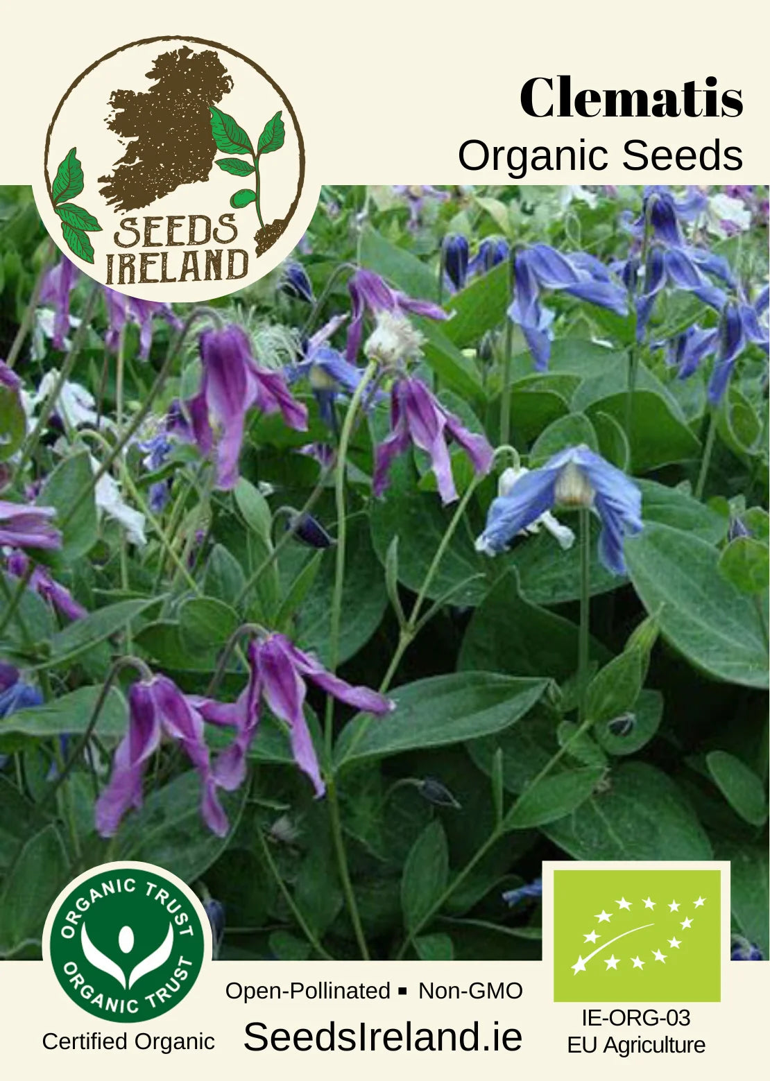 Clematis Organic Seed
