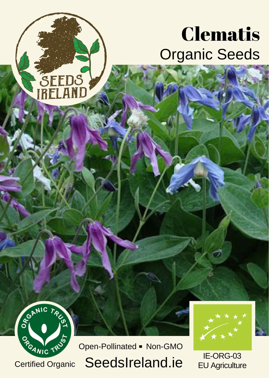 Clematis Bio-Samen