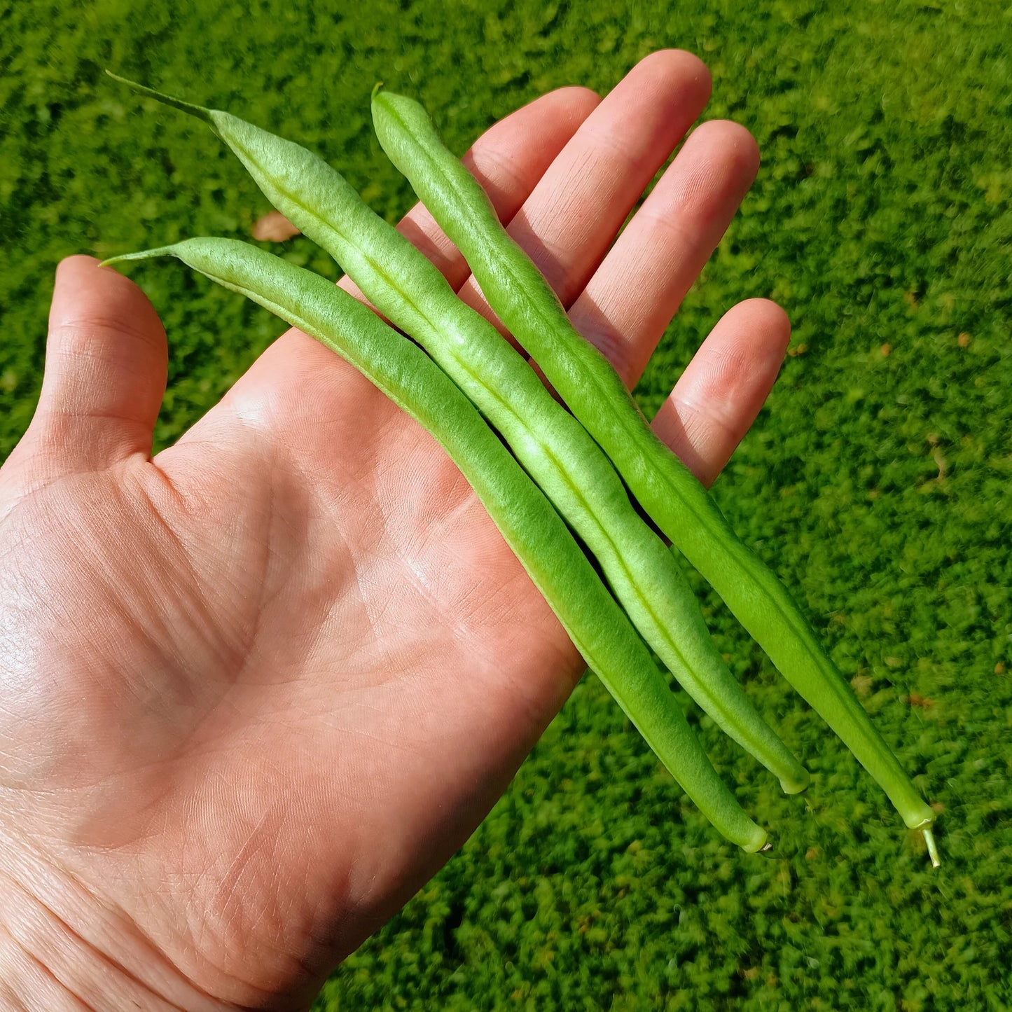 Climbing French Bean: Cobra Organic Seed