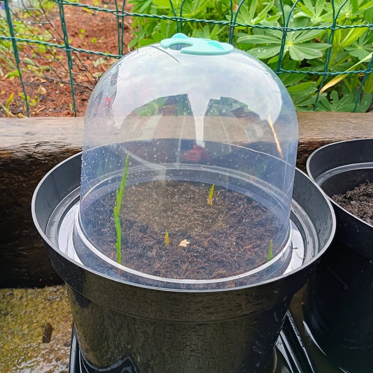 plastic dome covers for plants Bell Cloche | 3 Pack | Plant Cloche