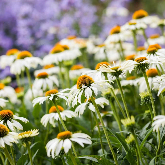 Coneflower White Swan