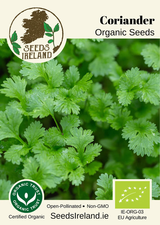 Coriander Organic Seed