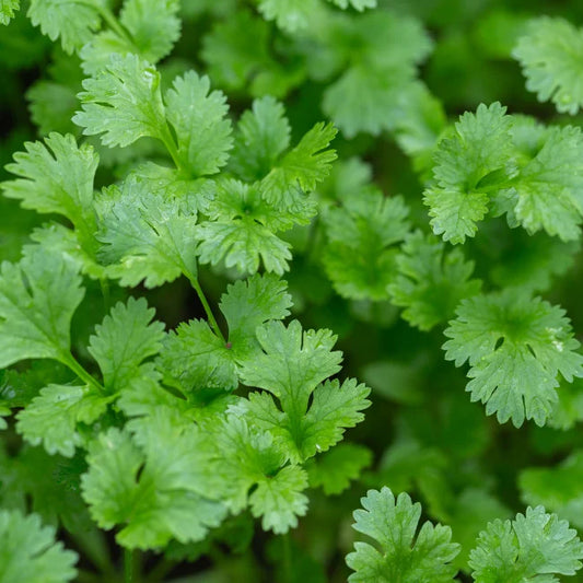 Coriander