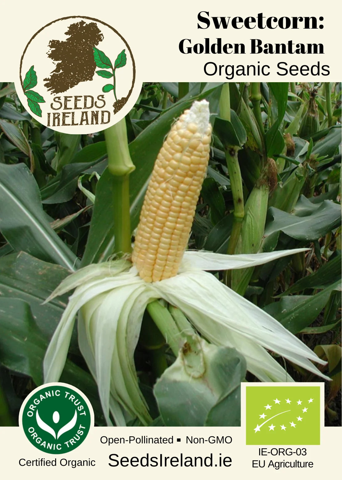 Corn: Sweetcorn Golden Bantam Organic Seed