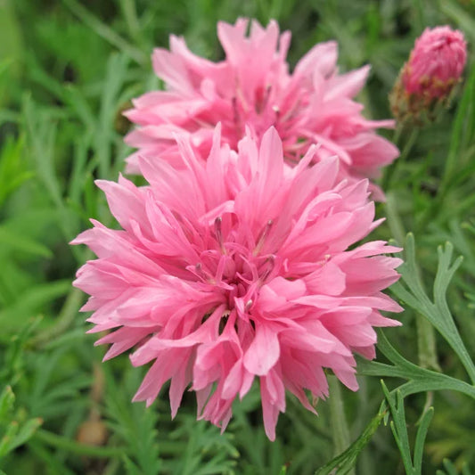 Cornflower Barbara