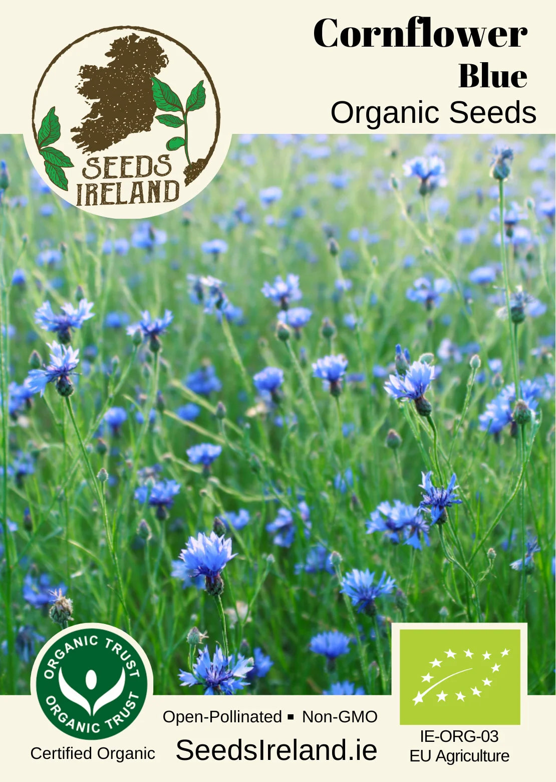 Cornflower: Blue Organic Seed