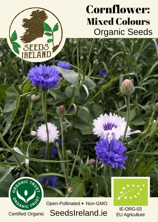 Cornflower: Mixed Colours Organic Seed