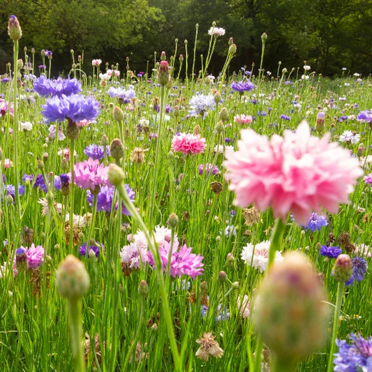 Cornflower Mixed