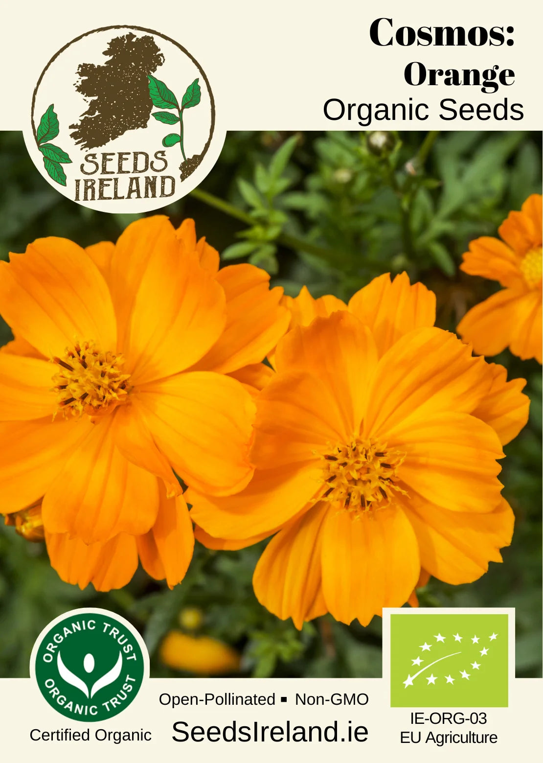 Cosmos: Orange Organic Seed