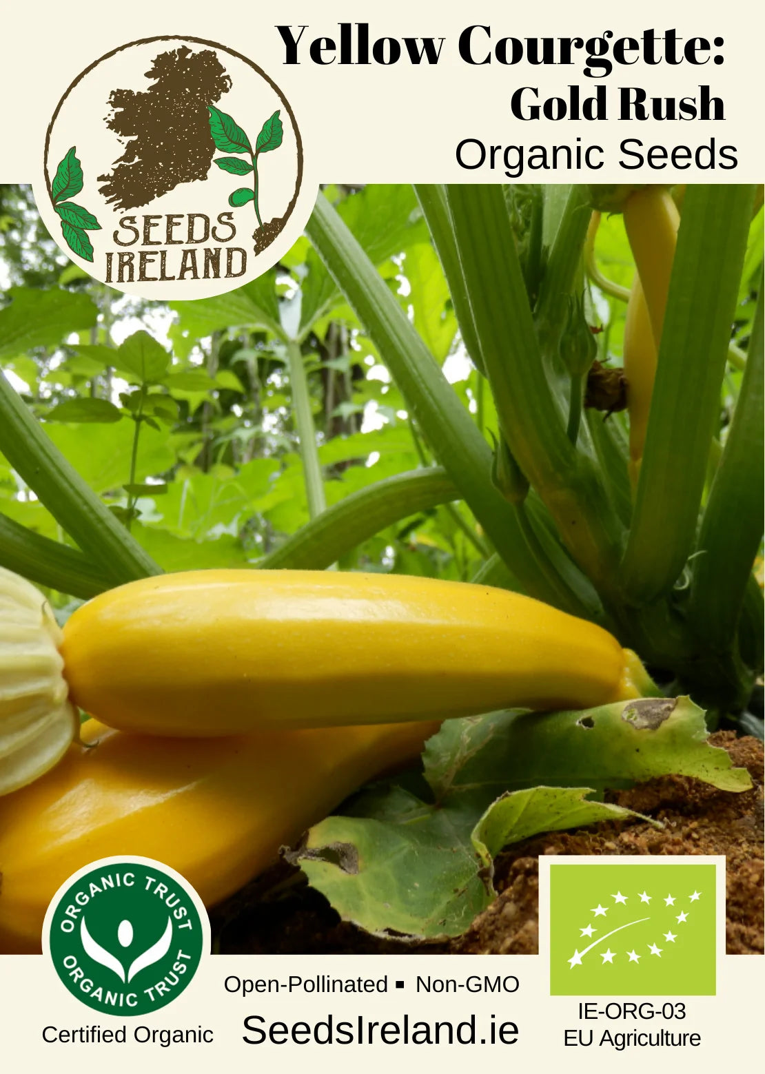 Courgette Yellow:  Gold Rush Organic Seed