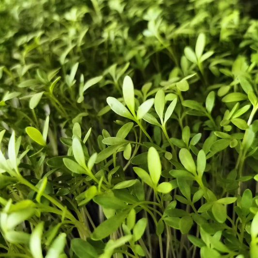 Cress Microgreens