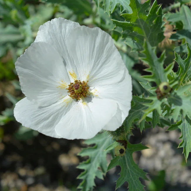 Crested Prickly Poppy