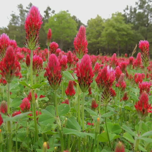 Crimson Clover