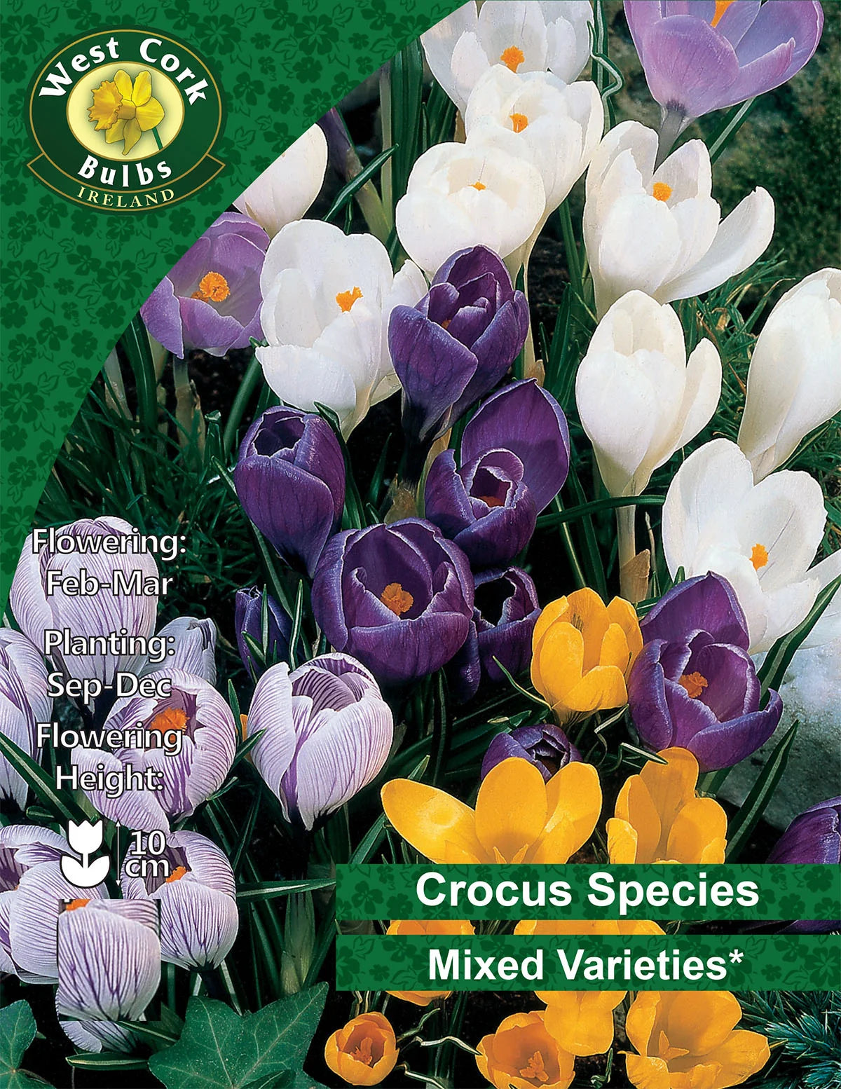 Mixed Crocus Bulbs Ireland Small Packs & Bulk Available Seeds Ireland