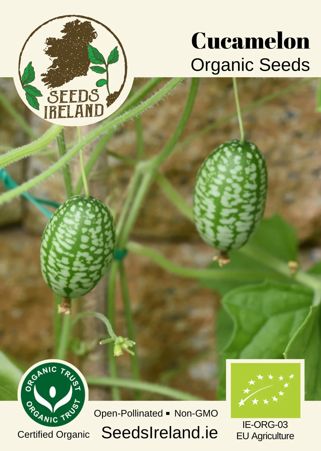 100 Organic CUCAMELON Melothria Scabra 2021 Seeds Samen Semi Sementi  Semillas Graines Nasiona Zaad Zaden Sementes Siemenet Frø S…