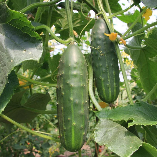 Cucumber Marketmore