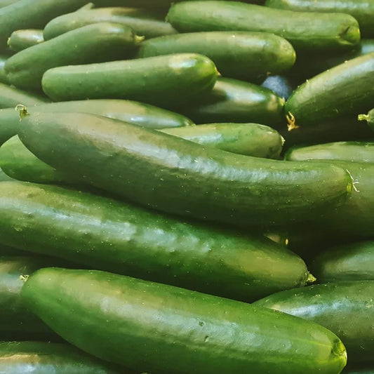 Cucumber Tanja