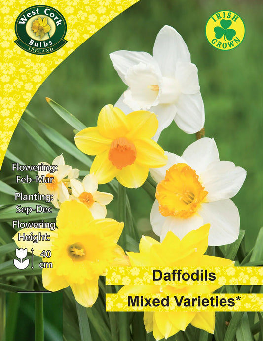 Daffodils Mixed varieties