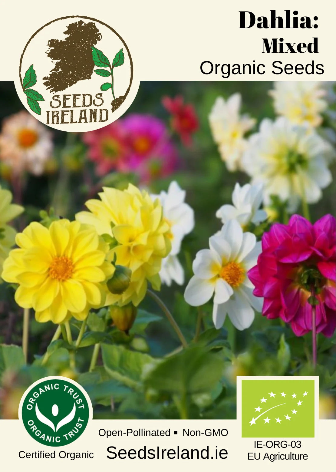 Dahlia: Mixed Organic Seed