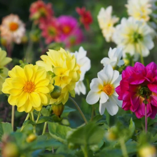 Dahlia Mixed