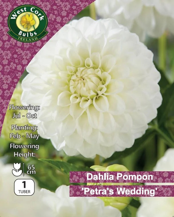 Pompon Dahlia Tuber: Petra's Wedding
