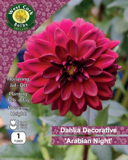 Decorative Dahlia Tuber: Arabian Night
