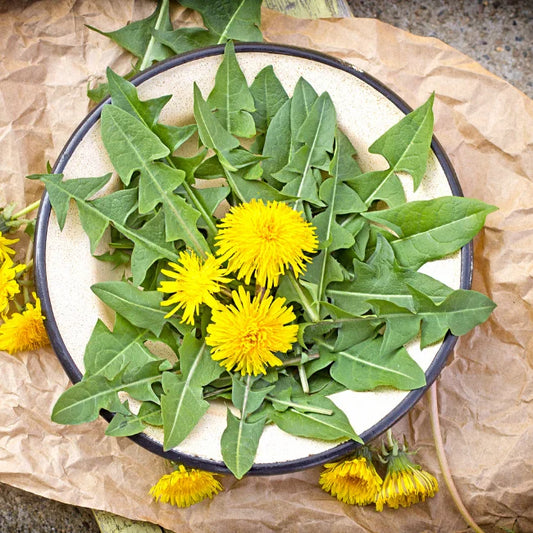 Dandelion