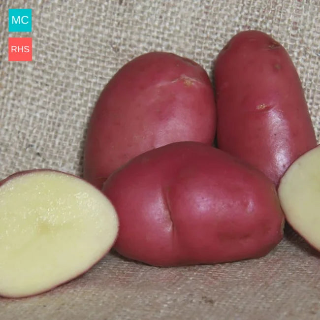 Seed Potatoes: Desiree