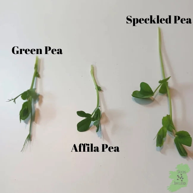 Difference in Pea Shoots
