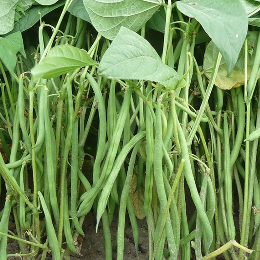 Dwarf French Bean Compass