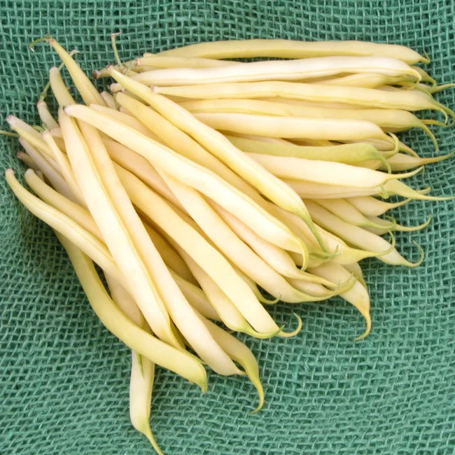 Dwarf French Bean Dior