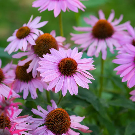 Echinacea Purple Coneflowers