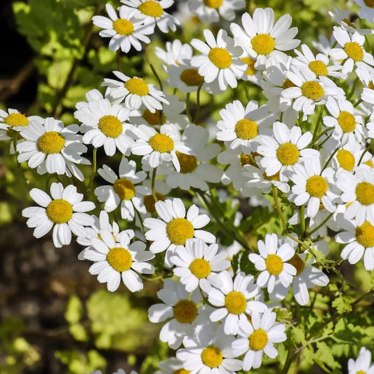 Feverfew Organic Seed