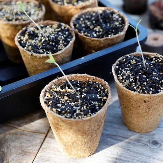 Fiber Pots with seeds