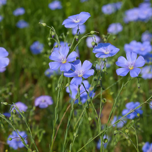 Flax Blue