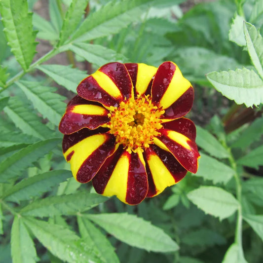 French Marigold Double Pinwheel