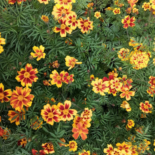 French Marigold Small Flowered