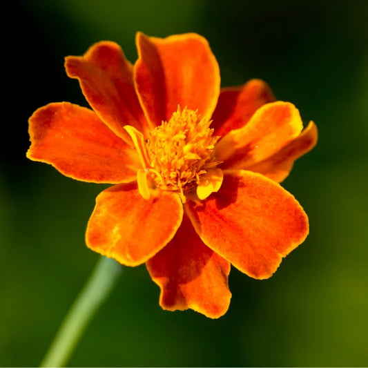 French Marigold Wild