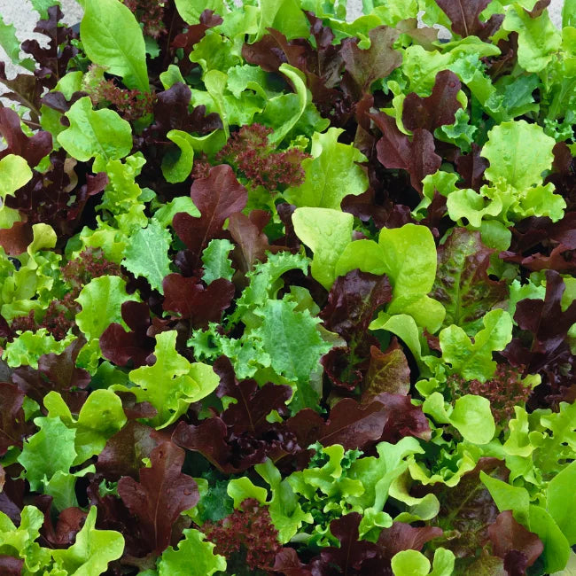 French Salad Mix Organic Seed
