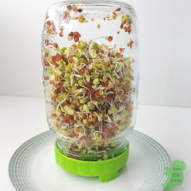 Sprouting jar with green lid