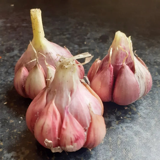 Irish Grown Garlic Bulbs: Germidour