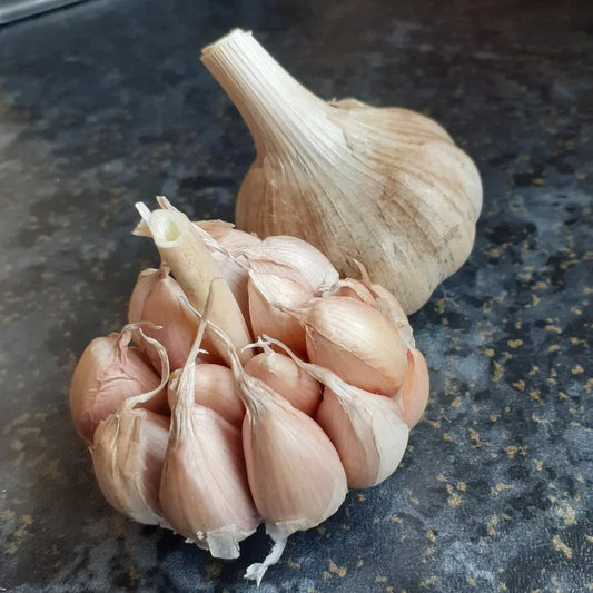 Irish Grown Garlic Bulbs: Primor