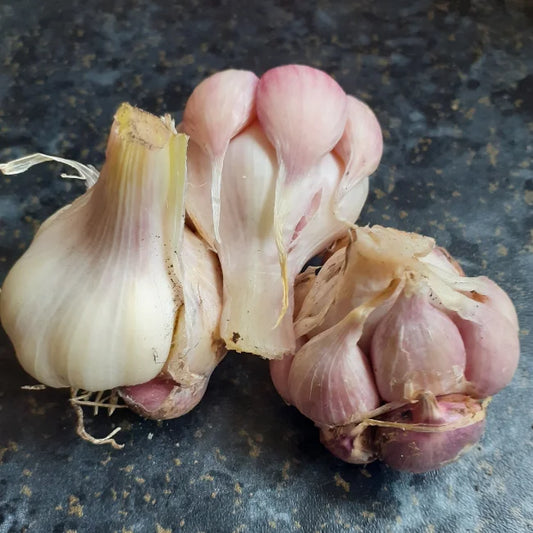 Irish Grown Garlic Bulbs: Therador (This product & any other product bought along with it will be delivered to you at the end of September 2024)