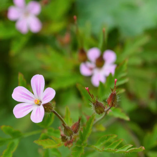 Geranium