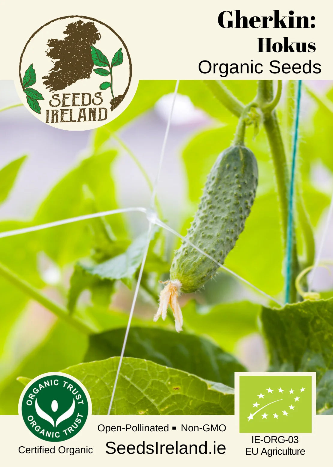Gherkin: Hokus Organic Seed
