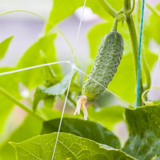 Gherkin Hokus