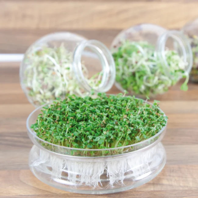 Glass Sprouting Bowl + 1 Pack Organic Sprouting Seeds